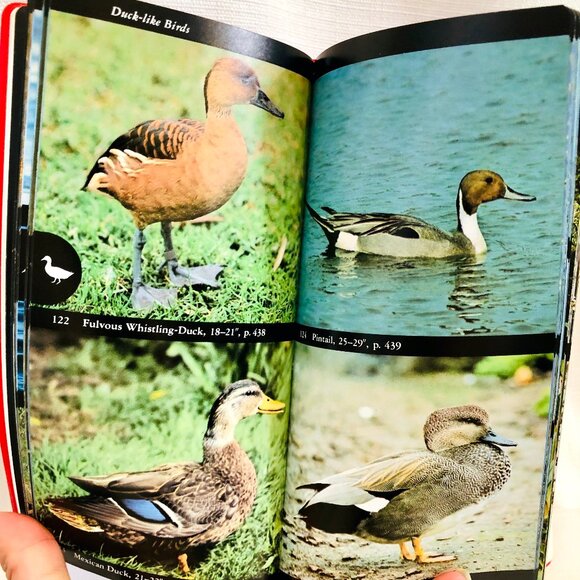 The Audubon Society Field Guide to North American Birds Vintage 1980s Book - Picture 11 of 16